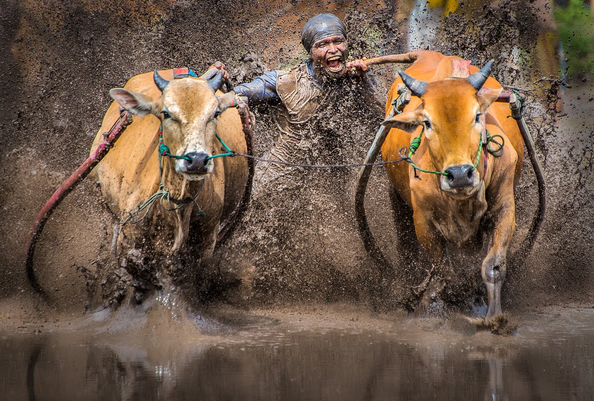 Foto Pacu Jawi Padang Sumatera Barat Pesona Indonesia - fototrip 1