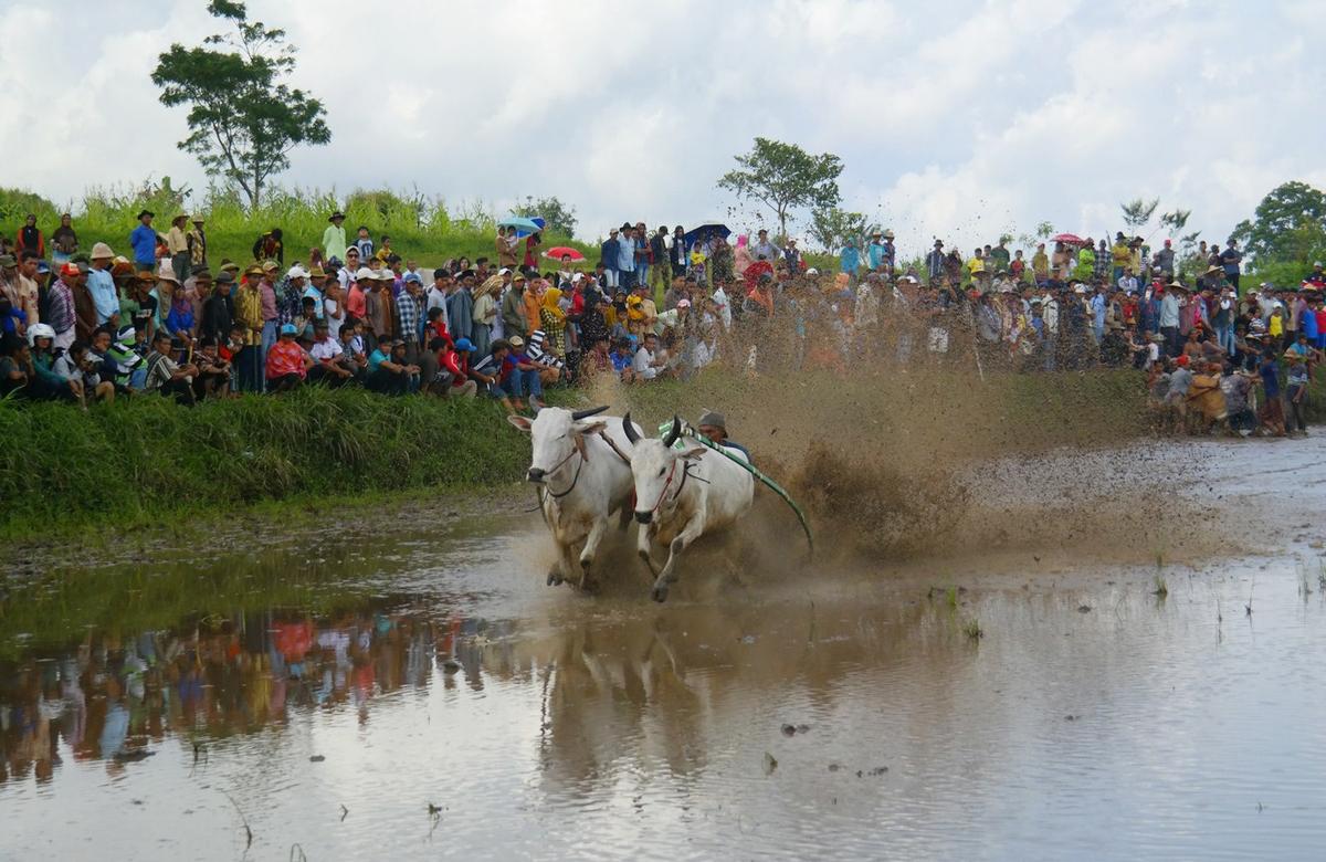 Foto Pacu Jawi Padang Sumatera Barat Pesona Indonesia - fototrip 2