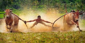 Foto Pacu Jawi Padang Sumatera Barat Pesona Indonesia - fototrip 4