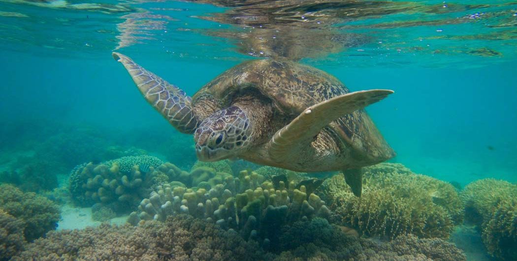 Foto Tour Derawan Murah Pesona Indonesia Foto Trip 1