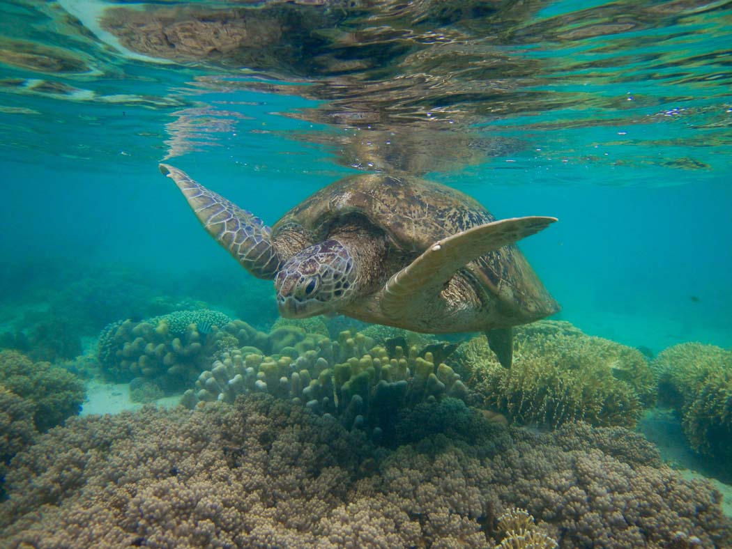 Foto Tour Derawan Murah Pesona Indonesia Foto Trip 1