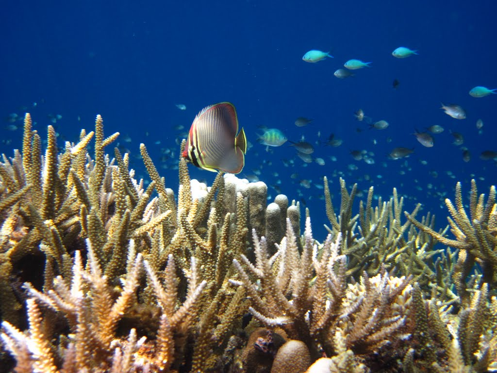 Foto Tour Derawan Murah Pesona Indonesia Foto Trip 3