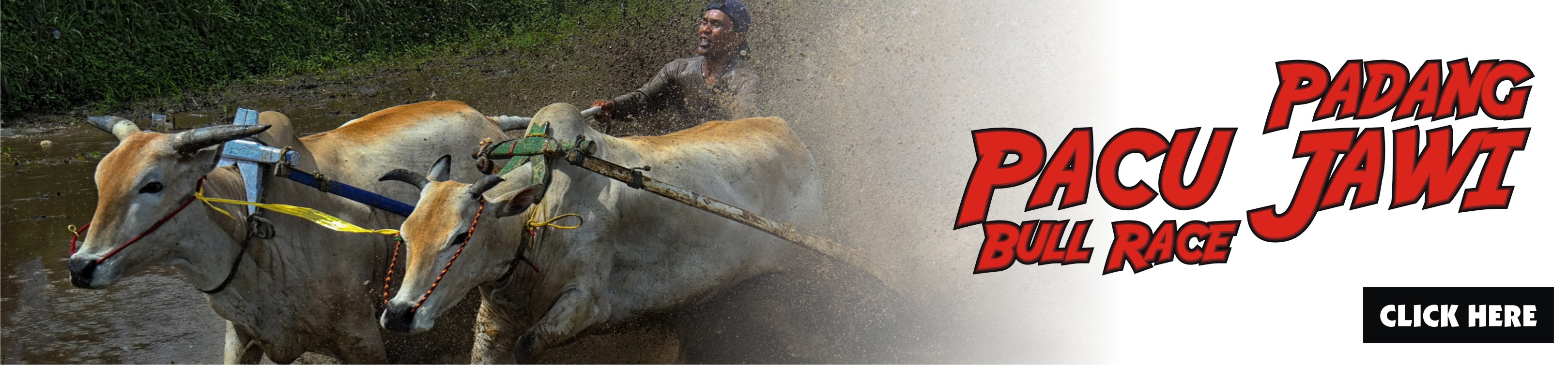 banner pacu jawi