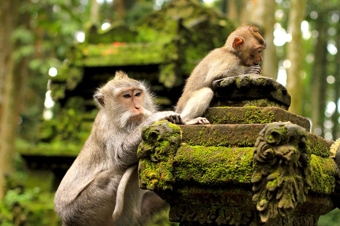 Foto Tempat Wisata Alam di Bali Pesona Indonesia - fototrip 3