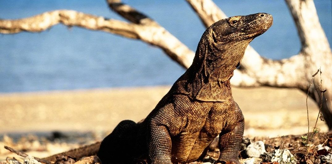 Foto Tempat Wisata Alam di Nusa Tenggara Timur Pesona Indonesia - fototrip 2