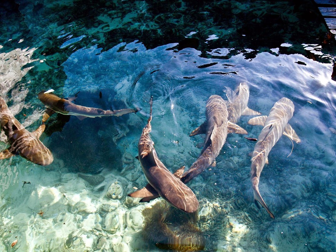 Foto Tempat Wisata Denpasar Pesona Indonesia - fototrip 3