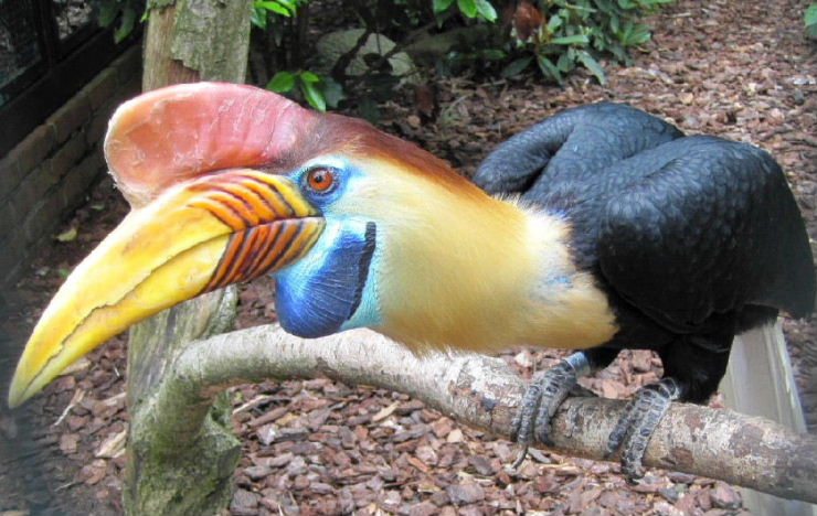 5. Taman Nasional Tangkoko