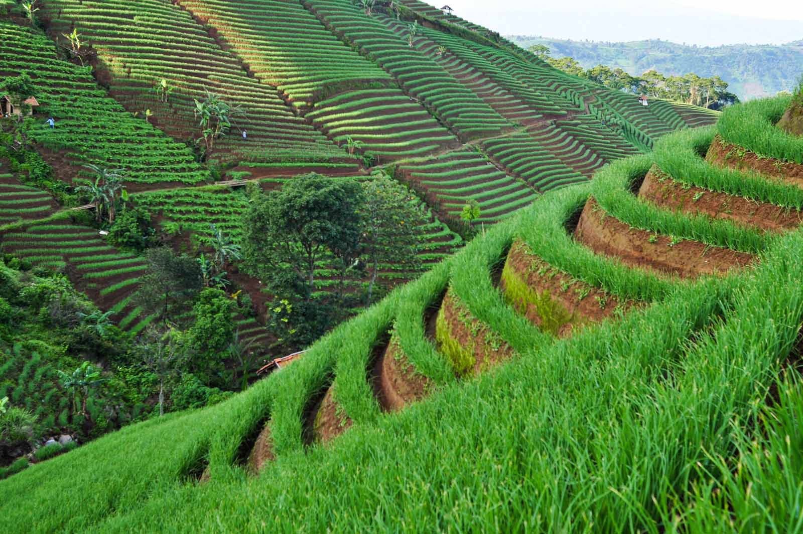 Explore Argapura Tour - bg