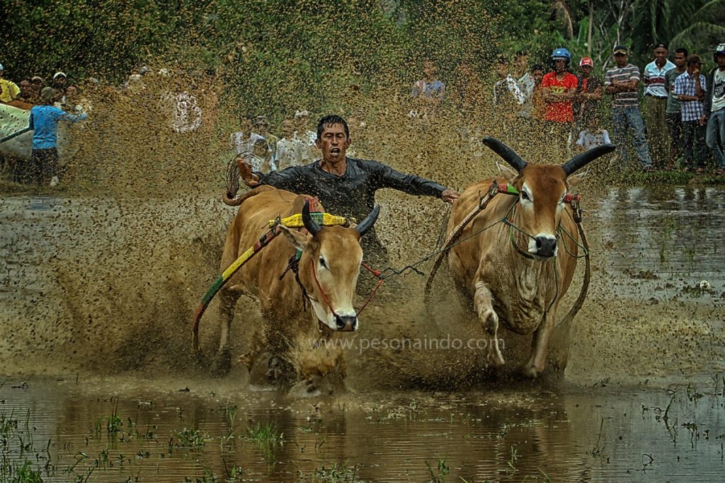 Pacu Jawi Padang
