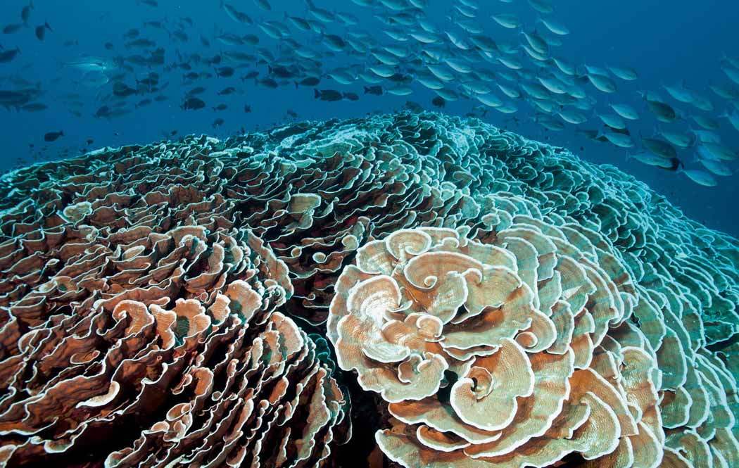 Paket Wisata Backpacker To Raja Ampat Pesona Indonesia-Foto Trip 5