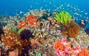 Paket Wisata Kaimana Triton Pesona Indonesia - fototrip 5