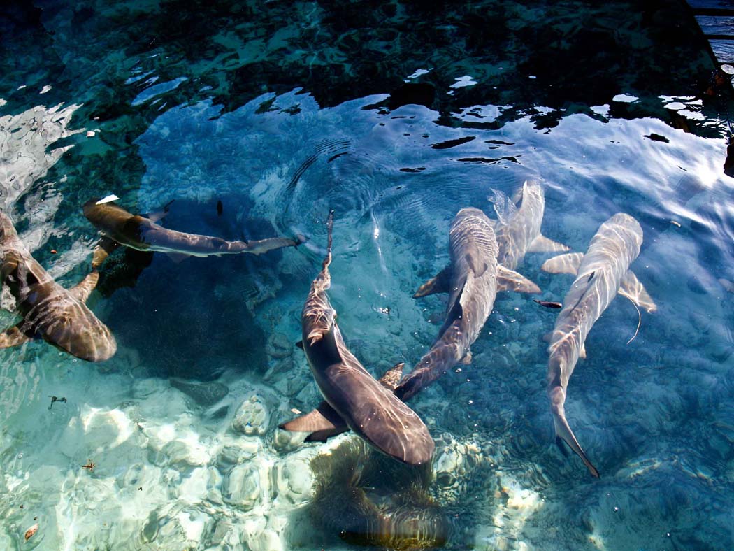 Paket Wisata Karimun Jawa Pesona Indonesia Foto Trip 4