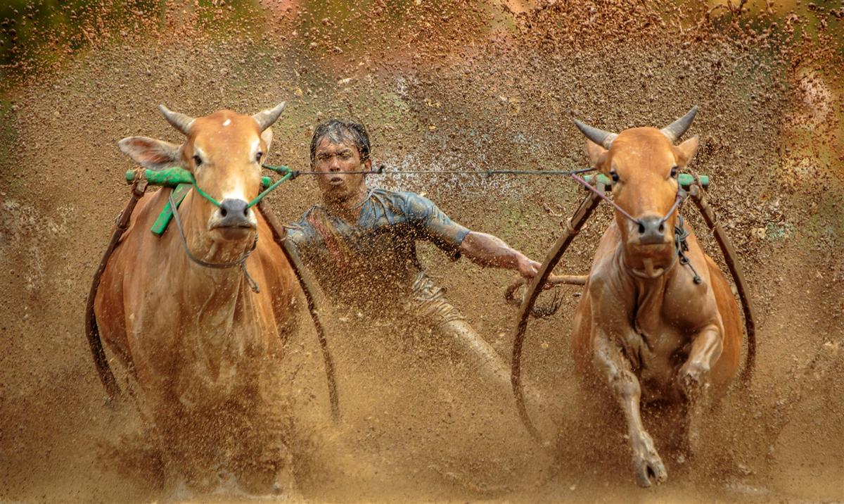Paket Wisata Pacu Jawi Padang Sumatera Barat Indonesia - Foto Trip 3