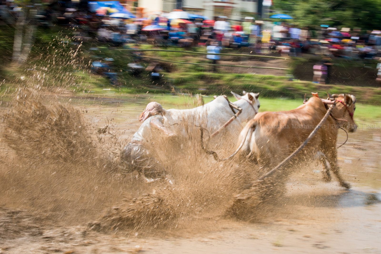 Paket Wisata Pacu Jawi Padang Sumatera Barat Indonesia - Foto Trip 4