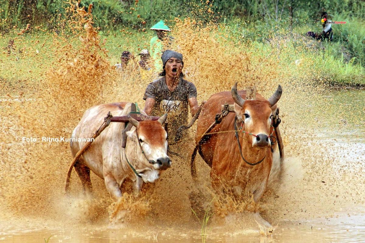 Paket Wisata Pacu Jawi Padang Sumatera Barat Indonesia - Foto Trip 5