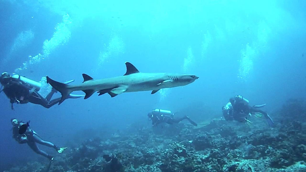 Paket Wisata Sailing Trip Lombok-Labuan Bajo Pesona Indonesia-Foto Trip 3