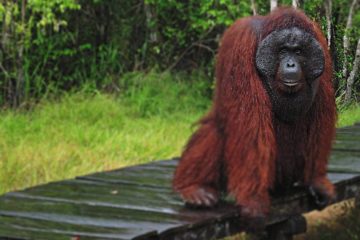 Paket Wisata Tanjung Puting Orangutan Kalimantan Pesona Indonesia - fototrip 5