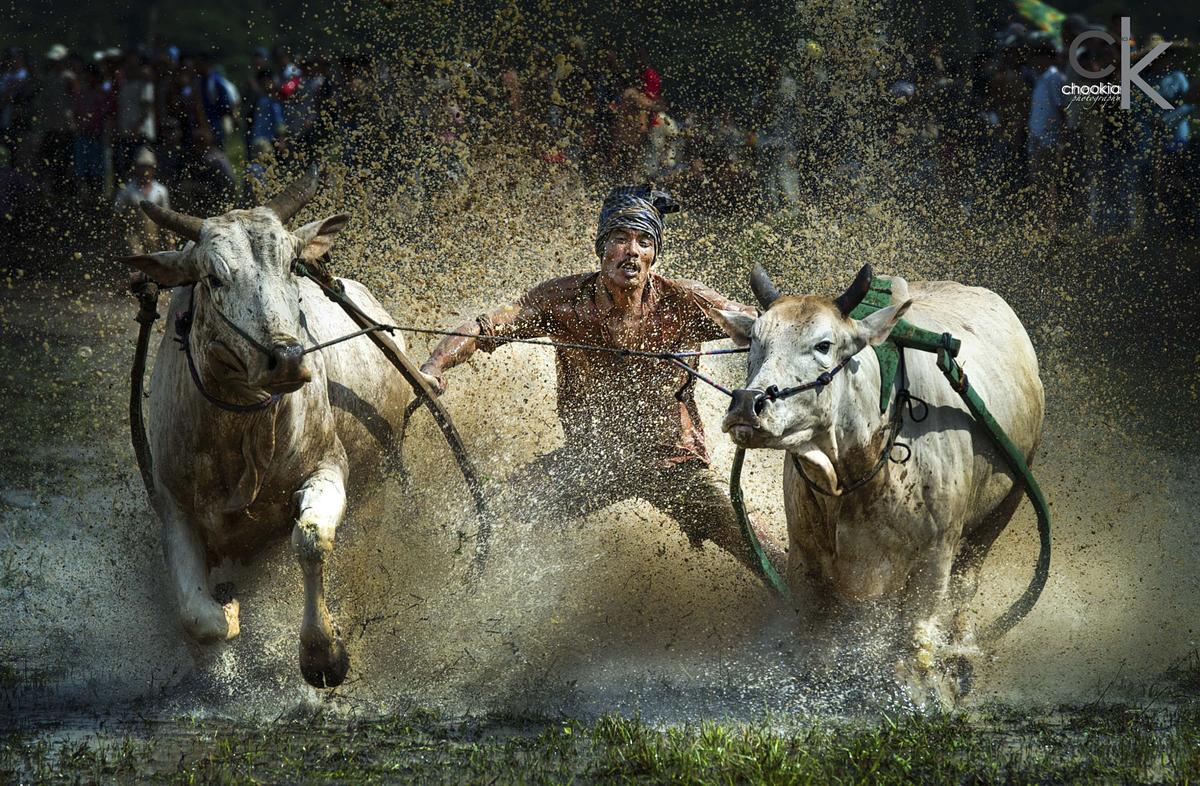 Slide Wisata Pacu Jawi Padang Pesona Indonesia Bull Race