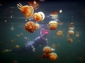 Danau Ubur-ubur Misool